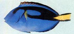 蓝唐王鱼 蓝唐王鱼